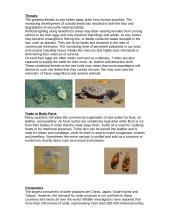 Endangered spiece: Sea turtles 4 puslapis