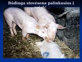 Klasikinis kiaulių maras 15 puslapis