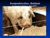 Klasikinis kiaulių maras 16 puslapis