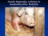 Klasikinis kiaulių maras 17 puslapis