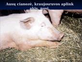 Klasikinis kiaulių maras 18 puslapis