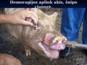 Klasikinis kiaulių maras 19 puslapis