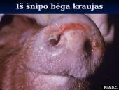 Klasikinis kiaulių maras 20 puslapis