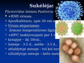 Klasikinis kiaulių maras 3 puslapis