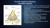 Nervinio signalo perdavimas tarp nervinių ląstelių 4 puslapis