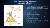 Nervinio signalo perdavimas tarp nervinių ląstelių 5 puslapis