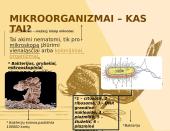 Mikroorganizmai (bakterijos ir virusų veikimas) 2 puslapis