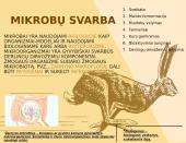 Mikroorganizmai (bakterijos ir virusų veikimas) 5 puslapis