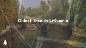 Oldest tree in the  world 3 puslapis