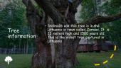 Oldest tree in the  world 4 puslapis