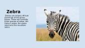  Zebra (anglų kalba pristatymas apie gyvūną)