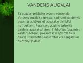 Vandens augalai 2 puslapis