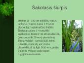 Vandens augalai 3 puslapis