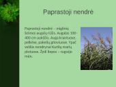 Vandens augalai 4 puslapis