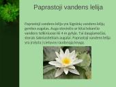 Vandens augalai 5 puslapis