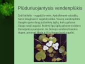 Vandens augalai 6 puslapis