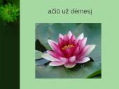 Vandens augalai 7 puslapis