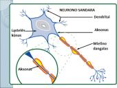 Kaip mes išmokstame? 14 puslapis