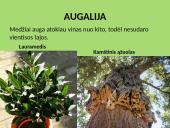 Kietalapių retmiškiai bei krūmynai 4 puslapis