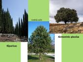 Kietalapių retmiškiai bei krūmynai 5 puslapis