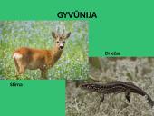 Kietalapių retmiškiai bei krūmynai 6 puslapis