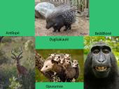 Kietalapių retmiškiai bei krūmynai 7 puslapis