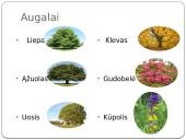 Vidutinės juostos miškų biomas 5 puslapis