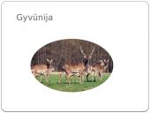 Vidutinės juostos miškų biomas 6 puslapis