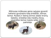 Vidutinės juostos miškų biomas 7 puslapis