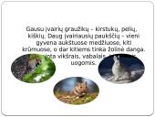 Vidutinės juostos miškų biomas 8 puslapis