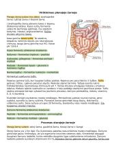 Virškinimas žmogaus organizme. Konspektas 2 puslapis