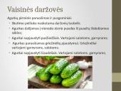 Daržovių pirminis paruošimas ir pusgaminiai 13 puslapis