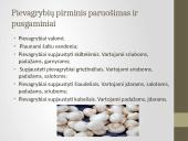 Daržovių pirminis paruošimas ir pusgaminiai 17 puslapis