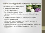 Daržovių pirminis paruošimas ir pusgaminiai 5 puslapis