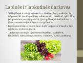 Daržovių pirminis paruošimas ir pusgaminiai 10 puslapis