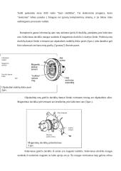 ABS automobilyje. ABS veikimo principas 4 puslapis