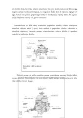 ABS automobilyje. ABS veikimo principas 5 puslapis