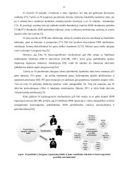 Cinko jonų įtakos įvertinimas ląstelės antioksidaciniam būviui ir lipidų peroksidacijai, nikeliu paveiktų pelių kepenyse 19 puslapis