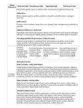 Atnaujintas ilgalaikis dailės planas (2023 m.) 14 puslapis