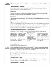 Atnaujintas ilgalaikis dailės planas (2023 m.) 15 puslapis