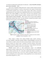 Radviliškio miesto viešųjų erdvių vertinimas  14 puslapis