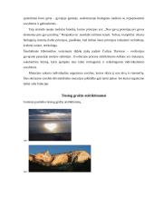 Ar atsitiktinumai gyvenime yra apgalvoti veiksmai? 9 puslapis