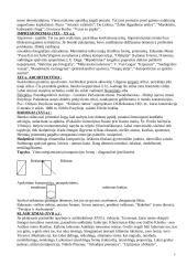 Archeologijos istorija 5 puslapis