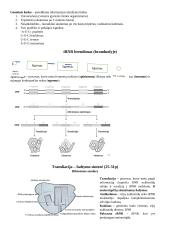 Geno veikla ir genumas 3 puslapis