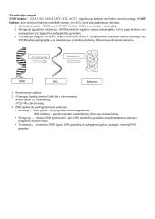 Geno veikla ir genumas 4 puslapis