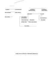 Atmosferos teršimo tipai 4 puslapis