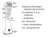 Kaulo histologija 2 puslapis