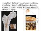 Kaulo histologija 11 puslapis