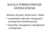 Kaulo histologija 12 puslapis