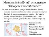 Kaulo histologija 13 puslapis